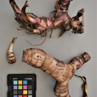 CIP 206047 (rhizome).JPG