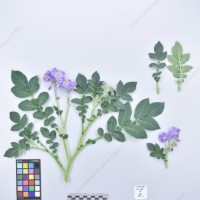 CIP 761723_OCH 13681_buk_H_2024.jpg