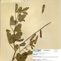9238 herbarium