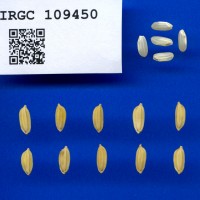 IRGC 109450 Seed Photo