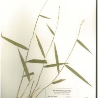 IRGC 100880 Herbarium