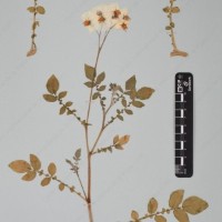 CIP 760367_HHCH 5082_03.jpg