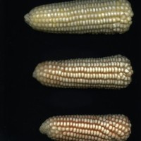 CIMMYTMA 1077 GUAT 155 AF18A-0903-108 E1.jpg