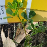 Medicago polymorpha_7646 (1).jpg