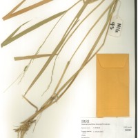 IRGC 100898 Herbarium