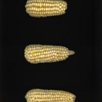 CIMMYTMA 24568 MEXI 683 TC20U 2903 187 E10260 _compress.jpg