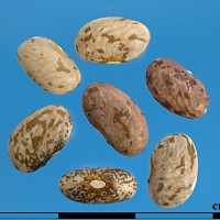 G51049B seed.jpg