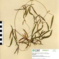 5896 herbarium