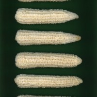 CIMMYTMA 467 VERA 225 AF23A-0903-222 C.jpg