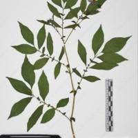 CIP 765722_RPSP 034_16.jpg