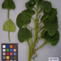 CIP 201008 Herbarium