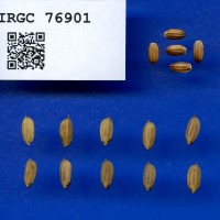 IRGC 76901 Seed Photo