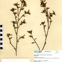 10122 herbarium