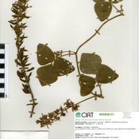 8119 herbarium