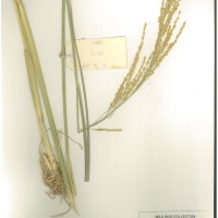 IRGC 104487 Herbarium