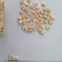 CIMMYTMA 412 - Reference Inventory.jpg