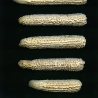 CIMMYTMA 1455 MICH 32 GD21B-6903-120 C.jpg