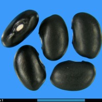 G2605 seed.jpg