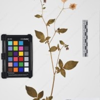 CIP 761449_OCH 12086a_01.jpg