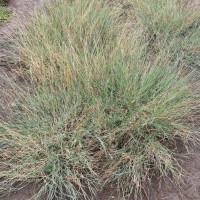 19493_Plant and Flower.jpg