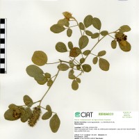 33512 herbarium