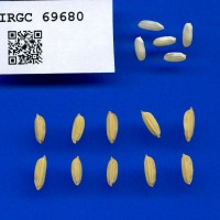 IRGC 69680 Seed Photo