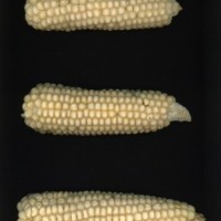 CIMMYTMA 27883 GUAT 1510 TC20U 2903 43 E1850 _compress.jpg