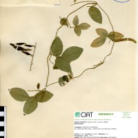 7233 herbarium