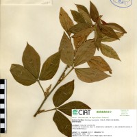 21090 herbarium