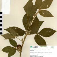 21992 herbarium