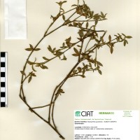 11062 herbarium