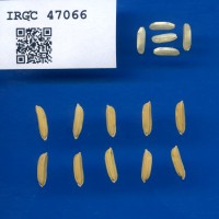 IRGC 47066 Seed Photo