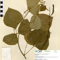 21077 herbarium