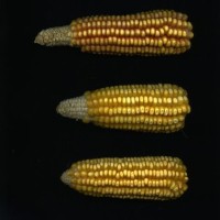 CIMMYTMA 15926 OAXA 24A PV17A-1903-77 E1.jpg