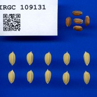 IRGC 109131 Seed Photo
