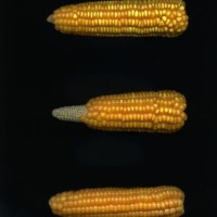 CIMMYTMA 4961 BRAZ 2107 AF20A-0903-219 E1.jpg