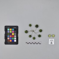 CIP761129_OCH 8611_B.JPG