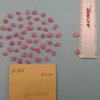 CIMMYTMA 16768 - Reference Inventory.jpg