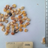 CIMMYTMA 1935 - Reference Inventory.jpg