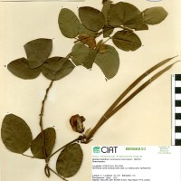 15376 herbarium