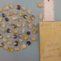 CIMMYTMA 6098 - Reference Inventory.jpg