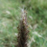 Cenchrus ciliaris  2126-flower3.JPG