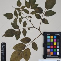 CIP 761064_OCHS 15528_09.jpg