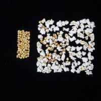 Popped and not popped comparison.jpg