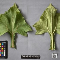 CIP 205007 (leaf).jpg