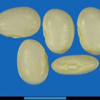 G25259 seed.jpg