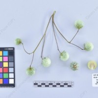 CIP 761422_OCHS 12055_mtp_B_2024.jpg