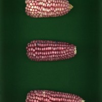 CIMMYTMA 7714 PUEB 505 BA 2021 U 2903 251 E_compress.jpg