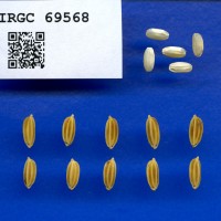 IRGC 69568 Seed Photo