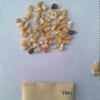 CIMMYTMA 1661 - Reference Inventory.jpg